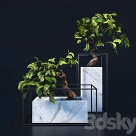 Bonsai tree